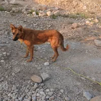 فروش سگ نگهبان یک ساله|سگ|فیروزآباد (فارس), |دیوار