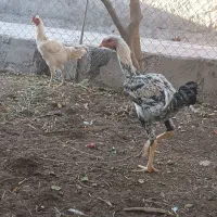 جوجه خروس لاری 5 ماه و نیم|حیوانات مزرعه|جیرفت, |دیوار