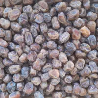 فروش خرمای برحی درجه یک با قیمت مناسب|خوردنی و آشامیدنی|تهران, ائمه اطهار|دیوار