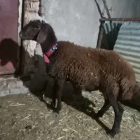 بره ماده ونردرجه یک