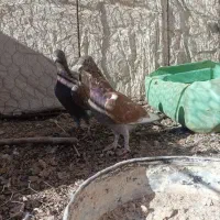 کفتر راعبی و ساتن وقوره گی|پرنده|قائن, |دیوار