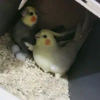 عروس هلندی مولد