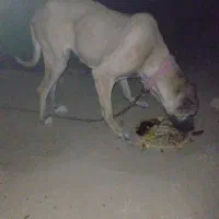 سگ سرابی ماده