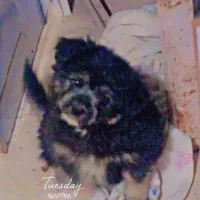 سگ پامر آشپیتز|سگ|بم, |دیوار