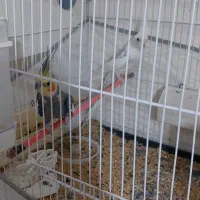 عروس هلندی سیامون و البینیو