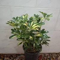 گلخانه آذرگُشَسْب گل‌های ارزان با کیفیت|گل و گیاه طبیعی|اصفهان, باغ فدک|دیوار