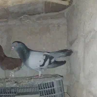 با سلام کفتر سبز بازیکن معامله میشه