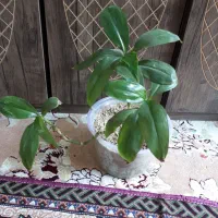 گلهای طبیعی