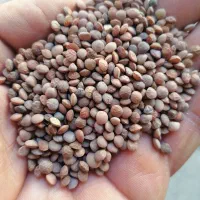 عدس محلی قرمز فروش عمده