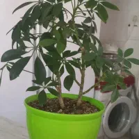 گلدان با گل