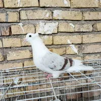 نر ته پر سرخ