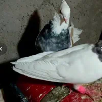 طوقی مفت معاوضه