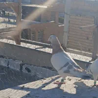 سوسنی ترنج دار|پرنده|شیراز, گویم|دیوار