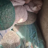 خرما  سلوکی|حیوانات مزرعه|جازموریان, |دیوار