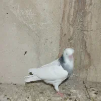 کبوتر|پرنده|پاکدشت, پاکدشت (مامازند)|دیوار