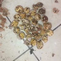 گردو درجه یک|عمده‌فروشی|پیرانشهر, |دیوار