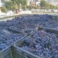 میوه فروشی
