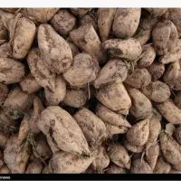 چغندر دامی قیمت مناسب