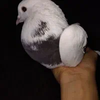 کفتر طوقی، کاشانی کاکل، کله دم سیاه، سفید پاپر