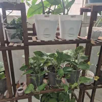 پتوس وزانفولیا