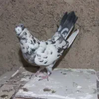 کفتر