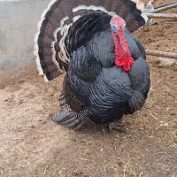 بوقلمون نر دو ساله و نیم سنگین وزن