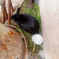 خرگوش سالم و بزرگ همه چیز هم میخوره