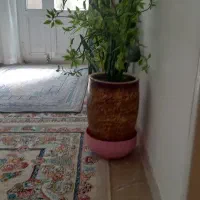 گل طبیعی|گل و گیاه طبیعی|سرپل ذهاب, |دیوار