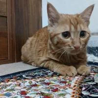 گربه نارنجی گمشده