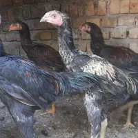 خروس لاری افغان|حیوانات مزرعه|ضیاء آباد, |دیوار