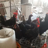 فروش ۳عدد خروس