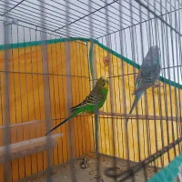 مرغ عشق