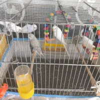 جوجه مرغ عشق تک