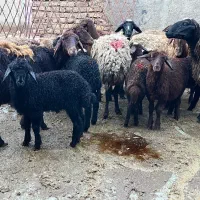 8 راس میش بره دار جوان کاور فروشی