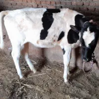 دوعدد گوساله ماده اصل هولشتاین