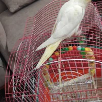 جوجه سرلاکی عروس هلندی دونخورشده معاوضه دارم|پرنده|صائین قلعه, |دیوار