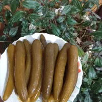 خیار شور ترد و تازه و خوشمزه