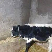 گاو گوساله فروشی|حیوانات مزرعه|قیدار, |دیوار