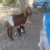 6عدد بز آبستن وزایده|حیوانات مزرعه|بند زرک, |دیوار