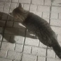 گربه جفت چشماش کوره|گربه|چناران, |دیوار