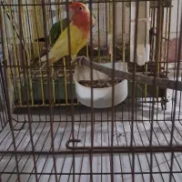 طوطی کوتوله