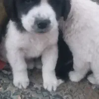 توله قدریجانی