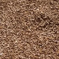 جو گندم|لوازم جانبی حیوانات|کبودرآهنگ, |دیوار