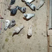 کفتر دانه ۲۰۰