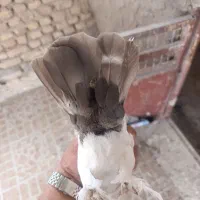 ماده دم قهوه ای