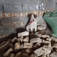 واگذاری سه تاسگ خراسانی