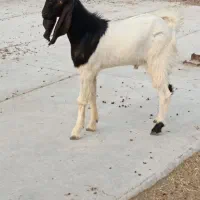 فروش کهره 11 ماهه دورگ پاکستانی