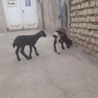 ۳راس بره شیری ماده سه قلو