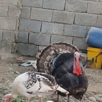 بوقلمون معاوضه