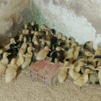 فروش جوجه اردک محلی ورامینی12روزه|حیوانات مزرعه|دابودشت, |دیوار